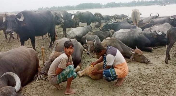বগুড়ার সারিয়াকান্দির চরাঞ্চলের মহিষের বাথান থেকে চার রাখালকে অপহরণ